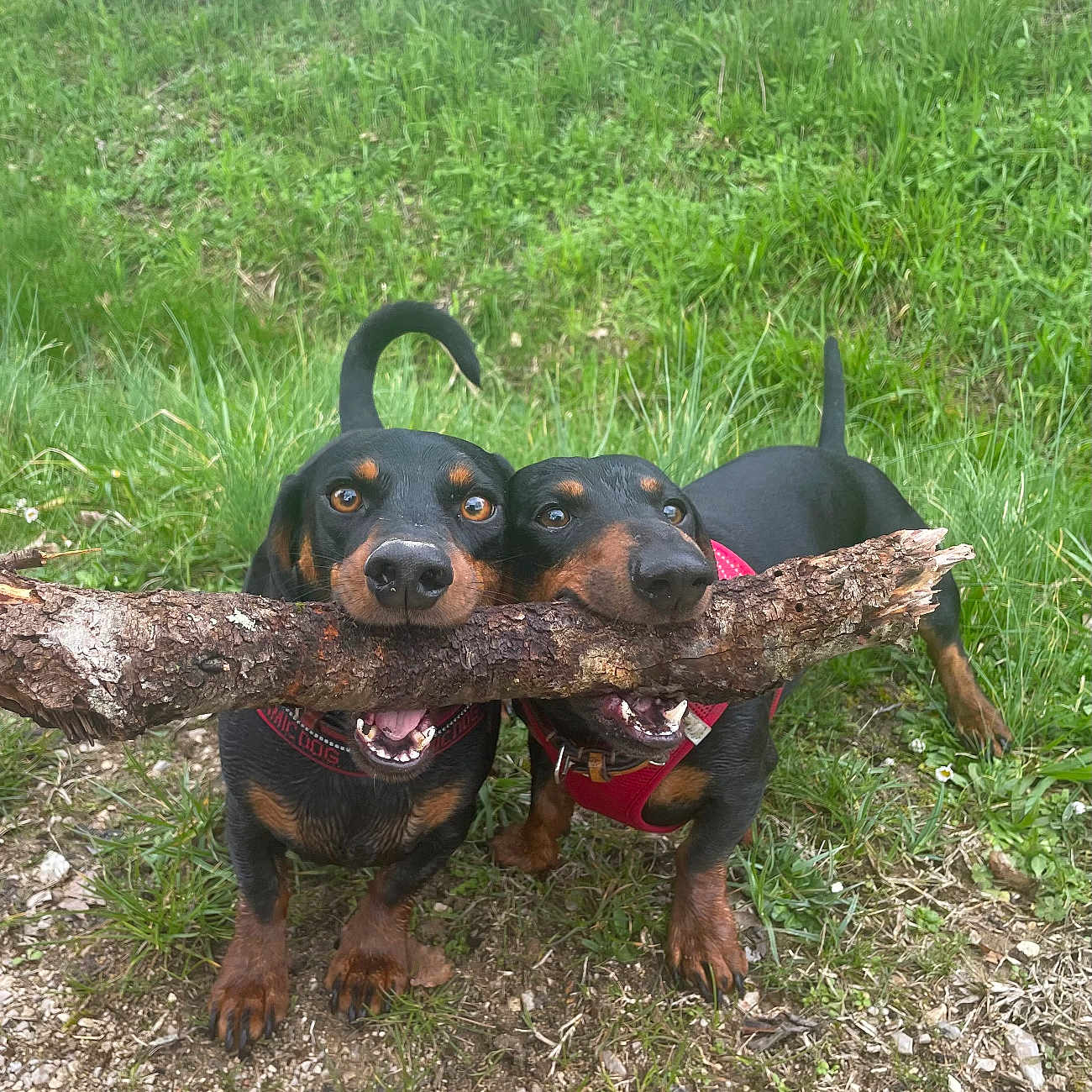 Smoothy Et Uby participe au concours pour gagner de l'argent avec cette photo : dog, dachshund, pet, animal, grass, outdoor, nature, stick, canine, playful, two_dogs, greenery, happy, friendship, excited, walking_path, forest, snout, tail, collar