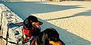 Smoothy Et Uby participe au concours pour gagner de l'argent avec cette photo : dog, dachshund, canine, pet, harness, leash, beach, sand, rock_wall, sunlight, outdoor, daytime, clear_sky, blue_sky, animal, two_dogs, panting, walk, summer, vacation