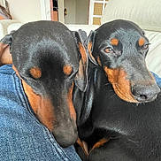 Smoothy Et Uby participe au concours pour gagner de l'argent avec cette photo : dog, doberman, pet, indoor, couch, resting, snuggling, sleepy, black, brown, fur, animal, companion, closeup, relaxing, jeans, cozy, domestic, friendship, cute
