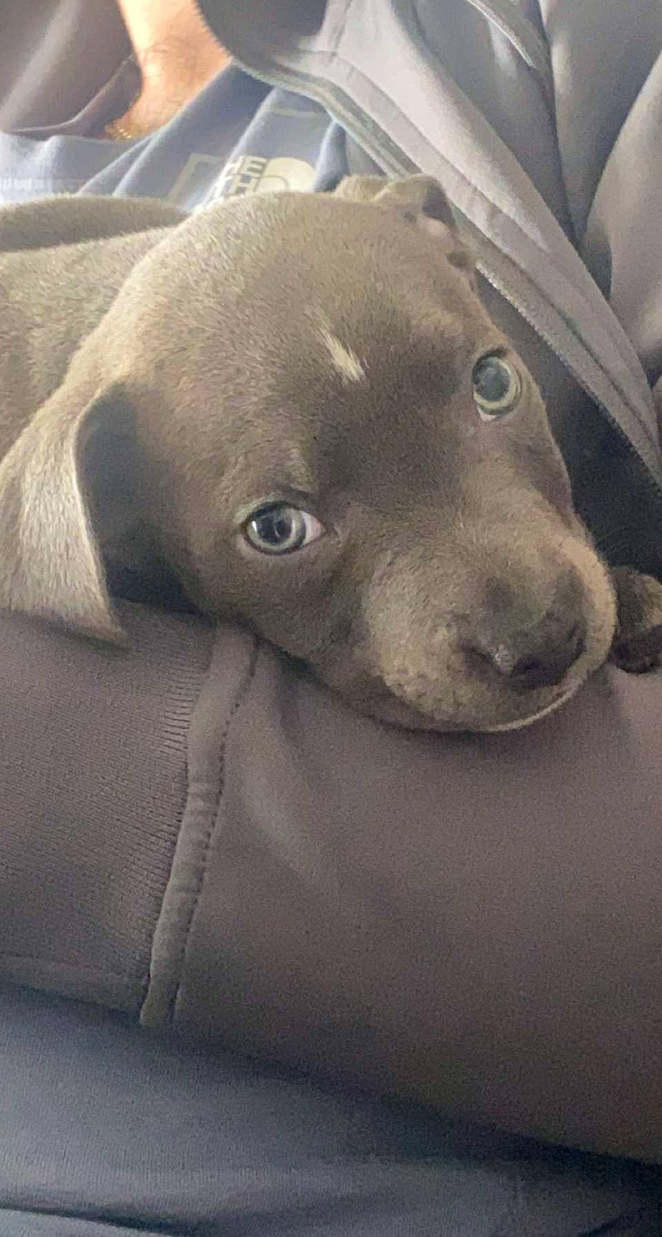 Thor joined the competition — help win amazing prizes! canidae, carnivore, comfort, companion_dog, dog, dog_breed, eye, fawn, fur, grey, metal, non_sporting_group, snout, sporting_group, terrestrial_animal, whiskers, working_animal