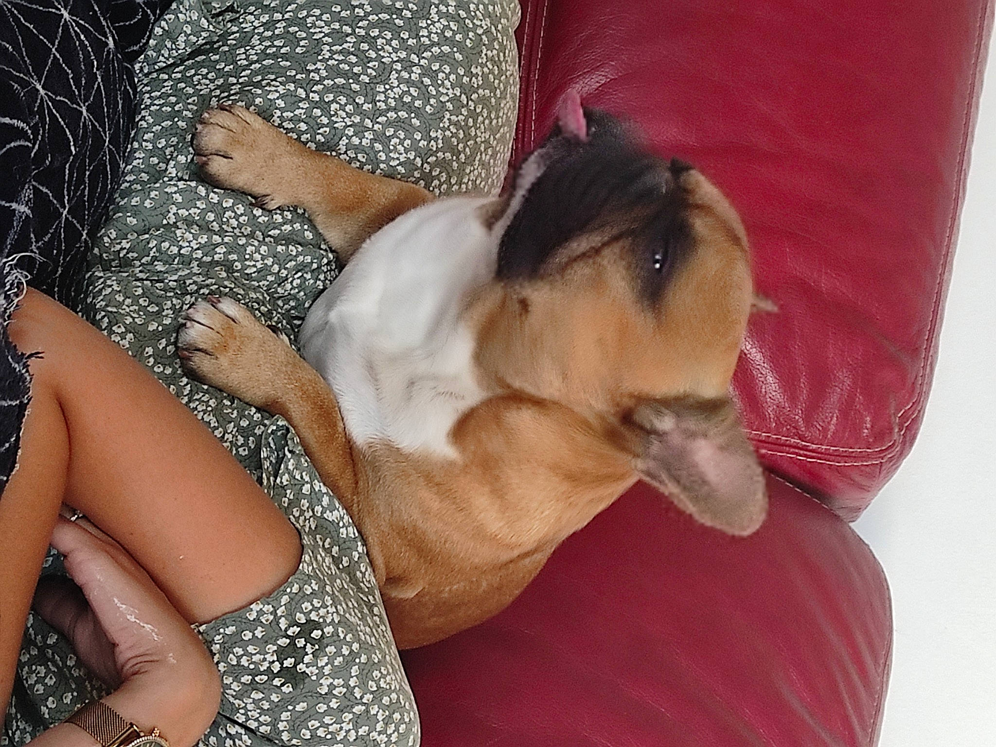 Taxi a rejoint le concours — aidez-le/la à gagner de superbes lots ! abdomen, carnivore, chest, comfort, companion_dog, couch, dog, dog_breed, fawn, foot, fur, human_leg, knee, linens, lingerie, long_hair, thigh, toy_dog, trunk, whiskers