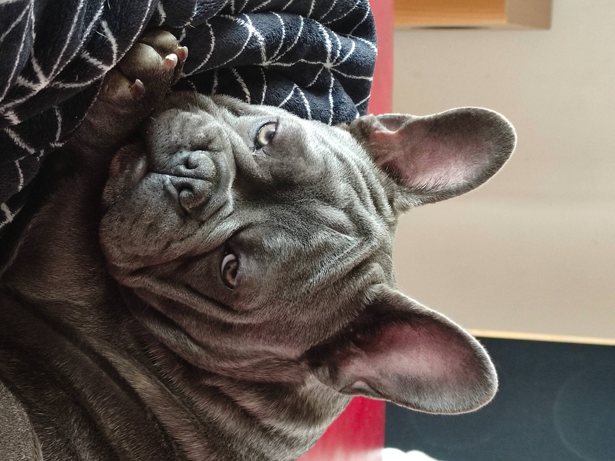 Taxi a rejoint le concours — aidez-le/la à gagner de superbes lots ! carnivore, close_up, comfort, companion_dog, dog, dog_breed, ear, fawn, flesh, fur, indian_rhinoceros, jaw, organism, rhinoceros, snout, sumatran_rhinoceros, terrestrial_animal, whiskers, working_animal, wrinkle