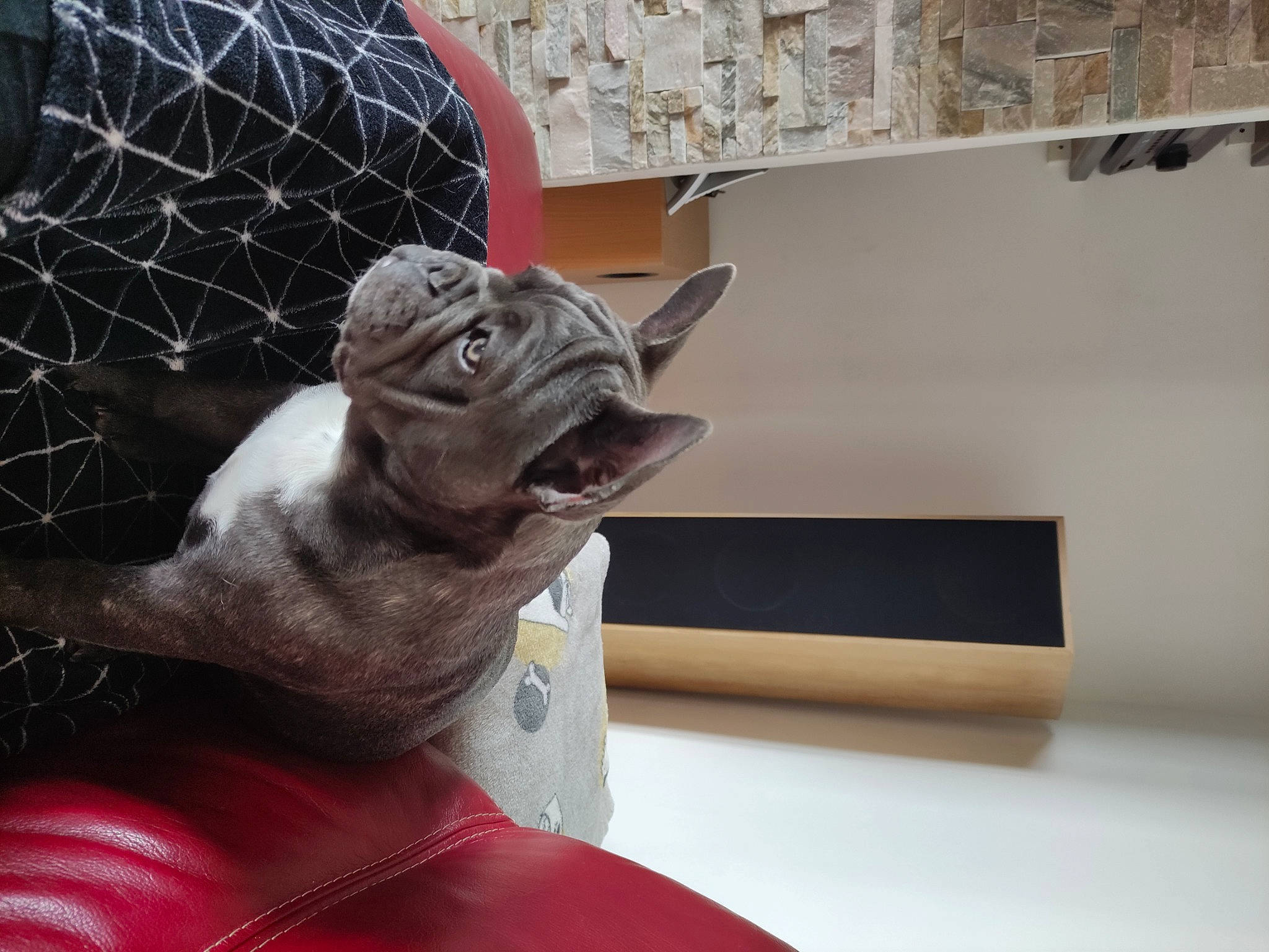 Texas a rejoint le concours — aidez-le/la à gagner de superbes lots ! art, carmine, carnivore, comfort, domestic_short_haired_cat, fawn, felidae, metal, monument, reptile, sculpture, small_to_medium_sized_cats, snout, tail, toy, visual_arts, whiskers, working_animal, wrinkle