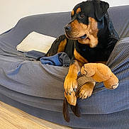 Tracy participe au concours pour gagner de l'argent avec cette photo : animal, black, blanket, brown, canine, couch, cozy, dog, domestic, furniture, household, indoor, pet, pillow, plush_toy, portrait, relaxed, resting, rottweiler, wooden_floor