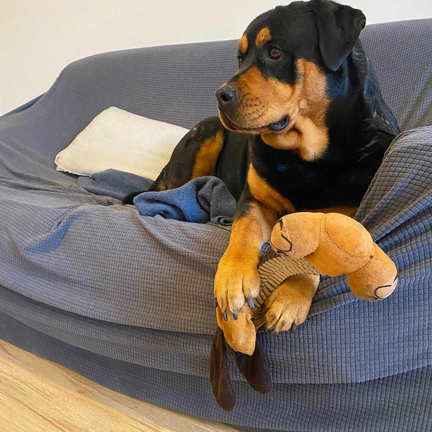 Tracy participe au concours pour gagner de l'argent avec cette photo : animal, black, blanket, brown, canine, couch, cozy, dog, domestic, furniture, household, indoor, pet, pillow, plush_toy, portrait, relaxed, resting, rottweiler, wooden_floor