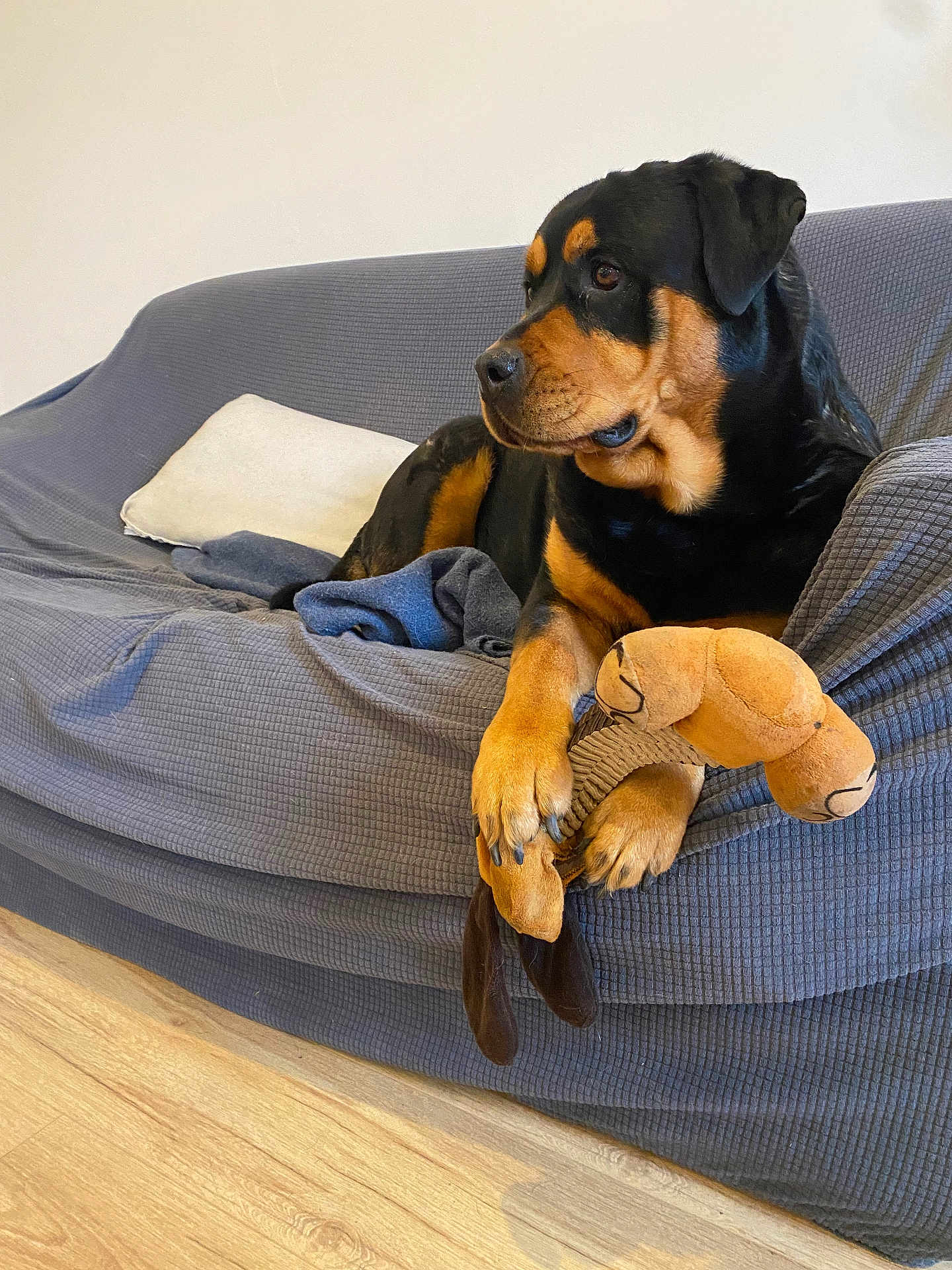 Tracy participe au concours pour gagner de l'argent avec cette photo : animal, black, blanket, brown, canine, couch, cozy, dog, domestic, furniture, household, indoor, pet, pillow, plush_toy, portrait, relaxed, resting, rottweiler, wooden_floor