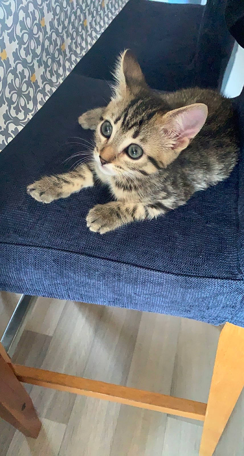 Scar a rejoint le concours — aidez-le/la à gagner de superbes lots ! carnivore, cat, claw, comfort, domestic_short_haired_cat, fawn, felidae, flooring, fur, grey, hardwood, linens, pattern, paw, sitting, small_to_medium_sized_cats, snout, tail, whiskers, wood