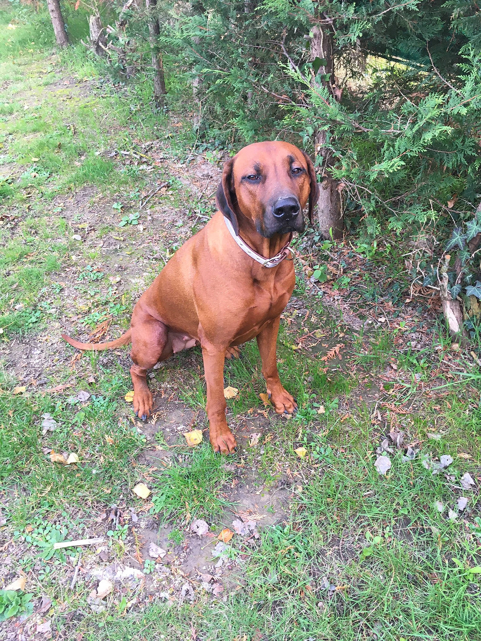 Oana a rejoint le concours — aidez-le/la à gagner de superbes lots ! canidae, carnivore, collar, companion_dog, dog, dog_breed, dog_collar, fawn, hound, liver, mammal, rhodesian_ridgeback, snout, sporting_group, tan, whiskers, working_animal, working_dog