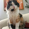 Smudge is registered to the contest to win money with this photo: animal, black_fur, calico_cat, cat, couch, fluffy, green_eyes, houseplant, indoors, longhaired, orange_fur, paws, pet, portrait, sitting, sofa, tri_color, wall_art, whiskers, white_fur