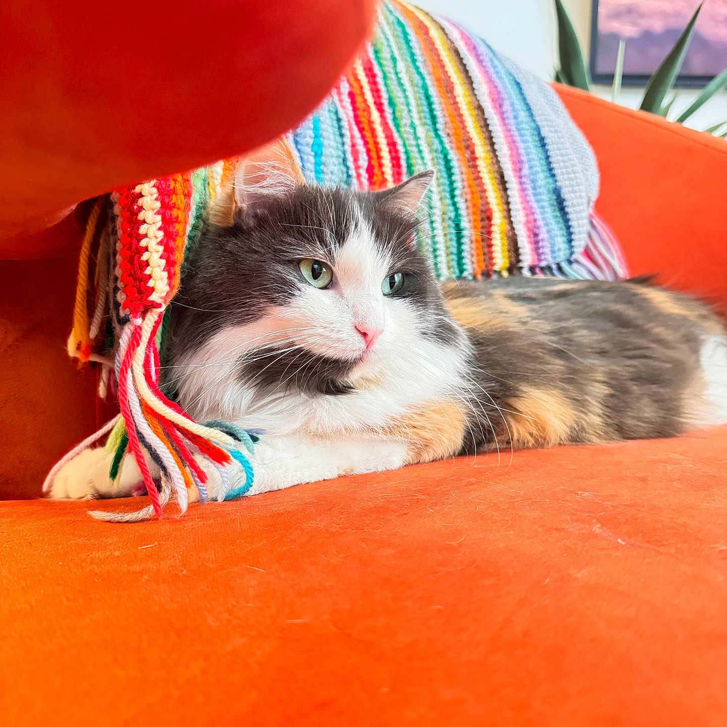 Smudge is registered to the contest to win money with this photo: balloon, black_and_white, calico, cat, colorful, feline, fluffy, green_eyes, houseplant, indoor, knitted_hat, long_hair, lying_down, orange_chair, pet, pink_nose, rainbow, relaxed, sitting, window