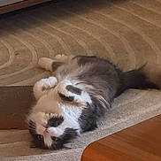 Smudge joined the competition — help win amazing prizes! black_and_white, cat, cozy, floor, fluffy, furniture, home, indoor, long_hair, lying_down, paws, pet, photography, playful, relaxed, rug, sleeping, upside_down, whiskers, wooden_table