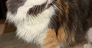 Smudge joined the competition — help win amazing prizes! animal, calico_cat, carpet, cat, close_up, cords, fluffy, furniture, gray_fur, green_eyes, home, indoors, orange_fur, paw, pet, pink_nose, portrait, standing, whiskers, white_fur