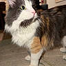animal, calico_cat, carpet, cat, close_up, cords, fluffy, furniture, gray_fur, green_eyes, home, indoors, orange_fur, paw, pet, pink_nose, portrait, standing, whiskers, white_fur