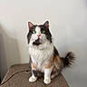 Smudge is registered to the contest to win money with this photo: animal, black_fur, calico_cat, carpet, cat, cat_tree, ears, fluffy, green_eyes, indoors, long_hair, orange_fur, pet, portrait, sitting, tail, toy, wall, whiskers, white_fur