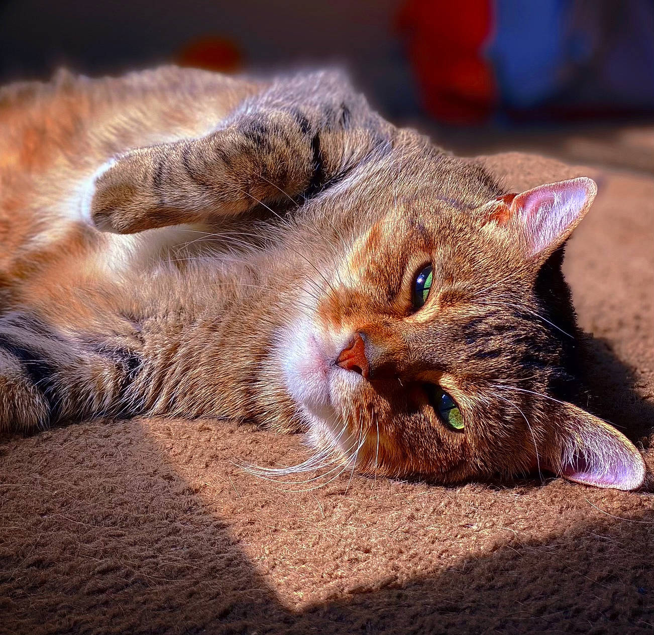 Avery joined the competition — help win amazing prizes! carnivore, cat, claw, domestic_short_haired_cat, eye, felidae, foot, fur, paw, small_to_medium_sized_cats, snout, terrestrial_animal, whiskers, wildlife