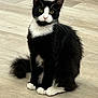 Socks joined the competition — help win amazing prizes! cat, tuxedo_cat, black_and_white, sitting, floor, indoor, pet, animal, feline, whiskers, paws, tail, cute, curious, fur, ears, green_eyes, domestic_cat, portrait, looking