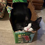 Socks joined the competition — help win amazing prizes! cat, tuxedo_cat, cardboard_box, mountain_dew, pet, animal, indoor, floor, curious, cute, black_and_white, whiskers, pink_nose, feline, cozy, domestic_cat, resting, wide_eyes, small_space, playful