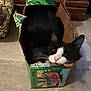cat, tuxedo_cat, cardboard_box, mountain_dew, pet, animal, indoor, floor, curious, cute, black_and_white, whiskers, pink_nose, feline, cozy, domestic_cat, resting, wide_eyes, small_space, playful