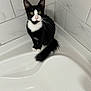 Socks is registered to the contest to win money with this photo: cat, tuxedo_cat, bathtub, corner, white, black, pet, animal, indoor, curious, feline, whiskers, ears, tail, sitting, clean, bathroom, tile, domestic, fur