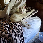 Bookie is registered to the contest to win money with this photo: cat, white_cat, bed, pillow, blanket, leopard_print, zebra_print, indoor, window, blinds, furniture, resting, pet, cozy, sleepy, animal, domestic, fur, relaxing, morning_light