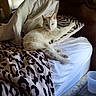 cat, white_cat, bed, pillow, blanket, leopard_print, zebra_print, indoor, window, blinds, furniture, resting, pet, cozy, sleepy, animal, domestic, fur, relaxing, morning_light
