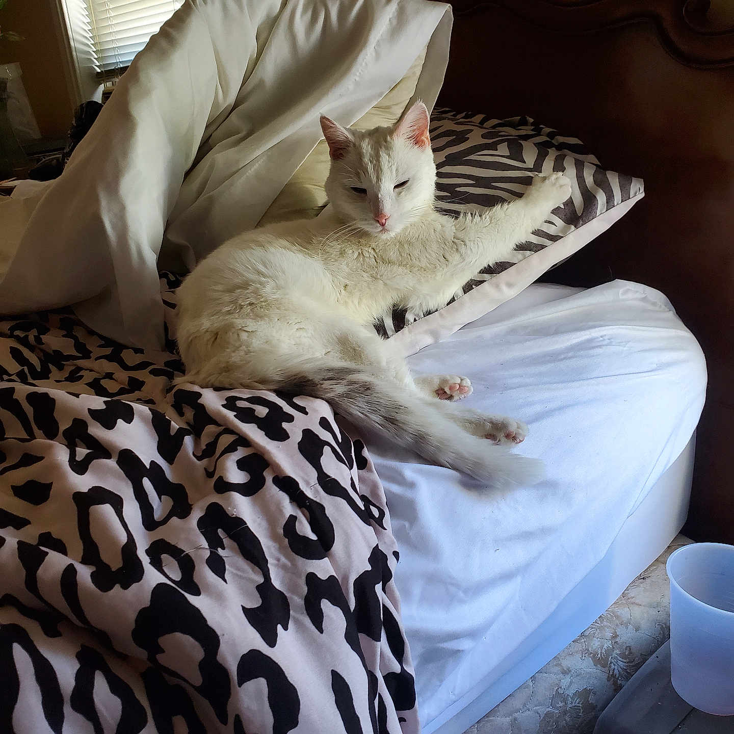 Bookie is registered to the contest to win money with this photo: cat, white_cat, bed, pillow, blanket, leopard_print, zebra_print, indoor, window, blinds, furniture, resting, pet, cozy, sleepy, animal, domestic, fur, relaxing, morning_light