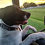 Chester joined the competition — help win amazing prizes! black_and_white_dog, bokeh, car_interior, collar, dog, domestic_animal, grass_field, happy, looking_out, nature, nose, paw, portrait, roadtrip, seat, side_mirror, sunset, tongue, trees, window