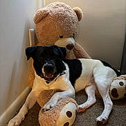 Chester joined the competition — help win amazing prizes! animal, black_and_white, carpet, collar, corner, cozy, dog, happy, indoor, muzzle, paw, pet, plush, resting, sitting, snout, stuffed_toy, teddy_bear, toy, wall