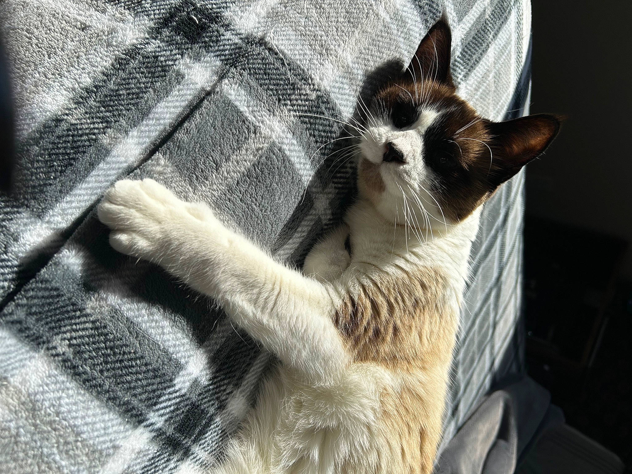 Browny is registered to the contest to win money with this photo: carnivore, cat, claw, close_up, comfort, domestic_short_haired_cat, fawn, felidae, fur, grey, human_leg, leg, paw, small_to_medium_sized_cats, snout, tail, terrestrial_animal, whiskers, wood, woven_fabric