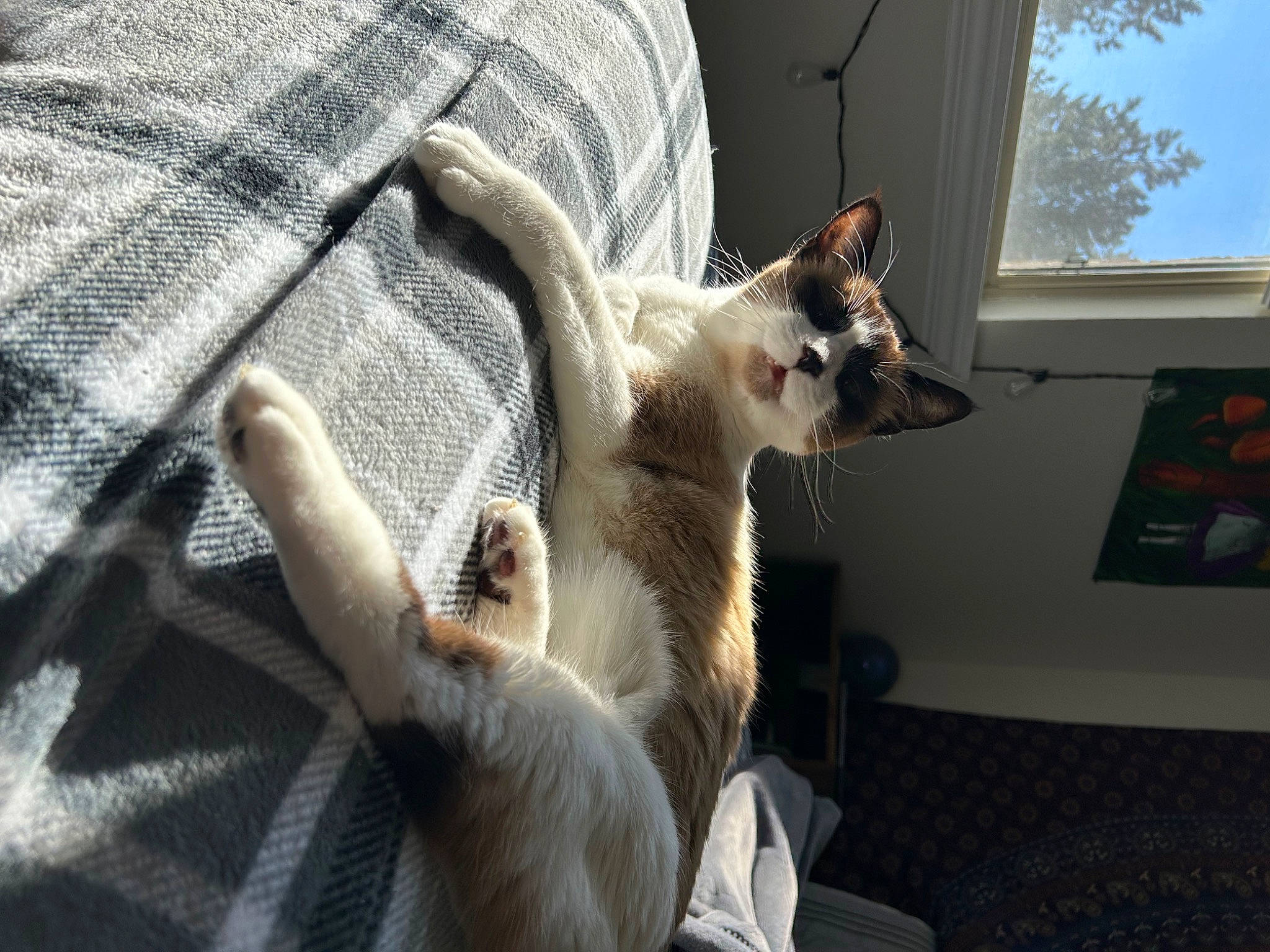 Browny joined the competition — help win amazing prizes! carnivore, cat, claw, comfort, domestic_short_haired_cat, fawn, felidae, fur, grey, linens, paw, picture_frame, small_to_medium_sized_cats, snout, tail, thai, whiskers, window