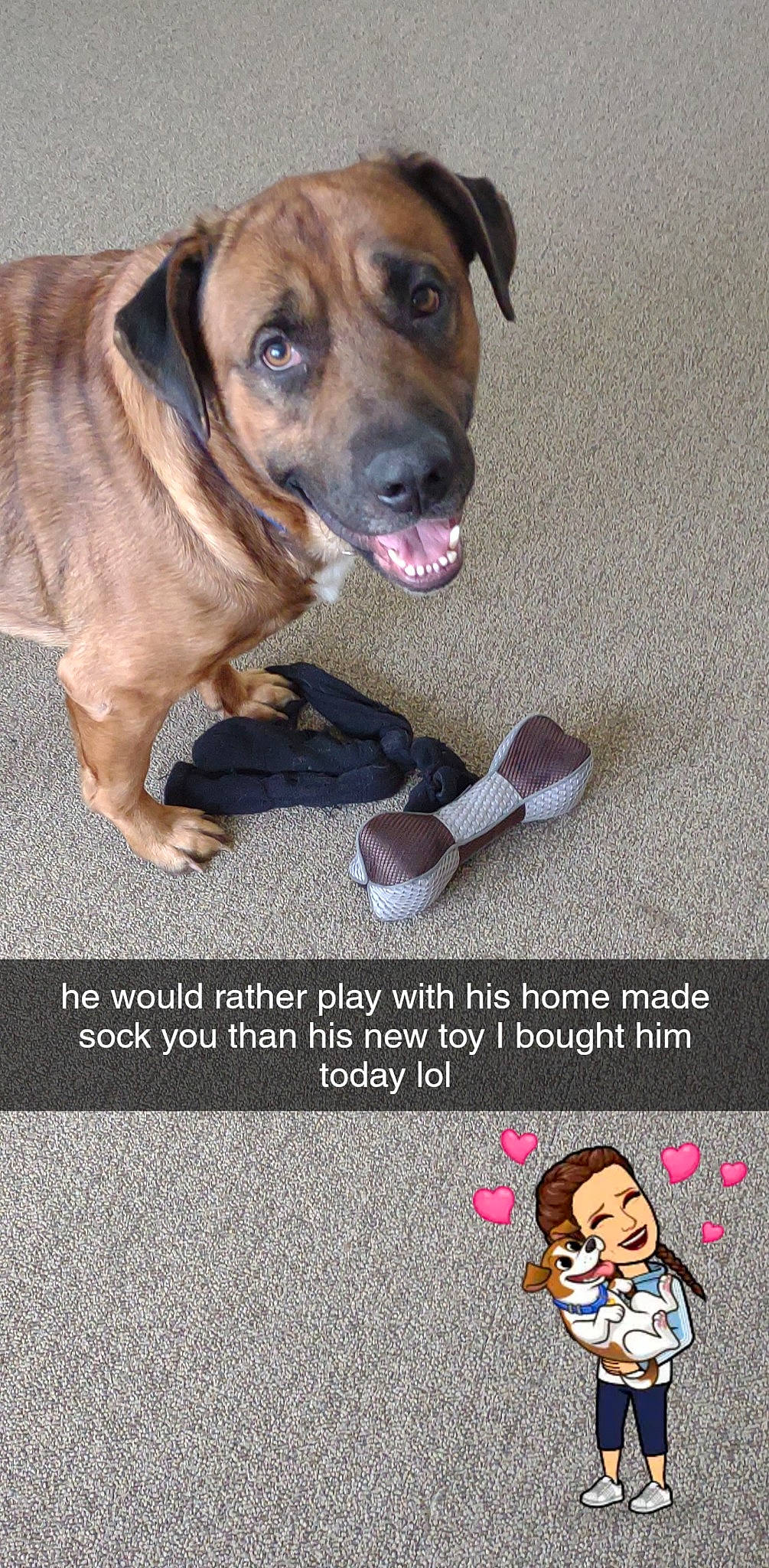 Hoss joined the competition — help win amazing prizes! asphalt, carnivore, collar, companion_dog, dog, dog_breed, dog_collar, dog_supply, flooring, font, fur, happy, mammal, pet_supply, photo_caption, snapshot, working_dog, wrinkle