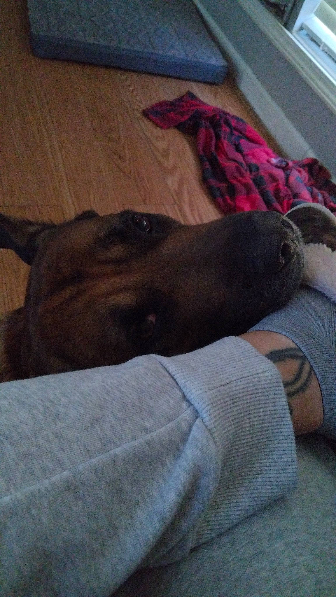 Hoss is registered to the contest to win money with this photo: canidae, carnivore, comfort, companion_dog, dog, dog_breed, fawn, foot, fur, grey, hardwood, human_leg, linens, liver, magenta, nap, sporting_group, tints_and_shades, wood, working_animal