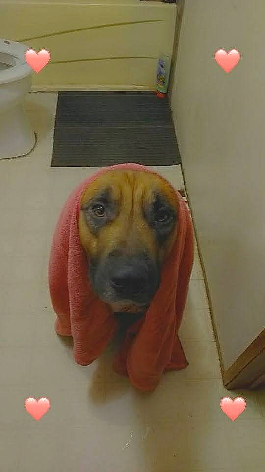 Hoss is registered to the contest to win money with this photo: canidae, carnivore, companion_dog, dog, dog_breed, ear, fawn, flooring, fur, guard_dog, hound, liver, nose, puppy, snout, sporting_group, toy, whiskers, working_animal, working_dog