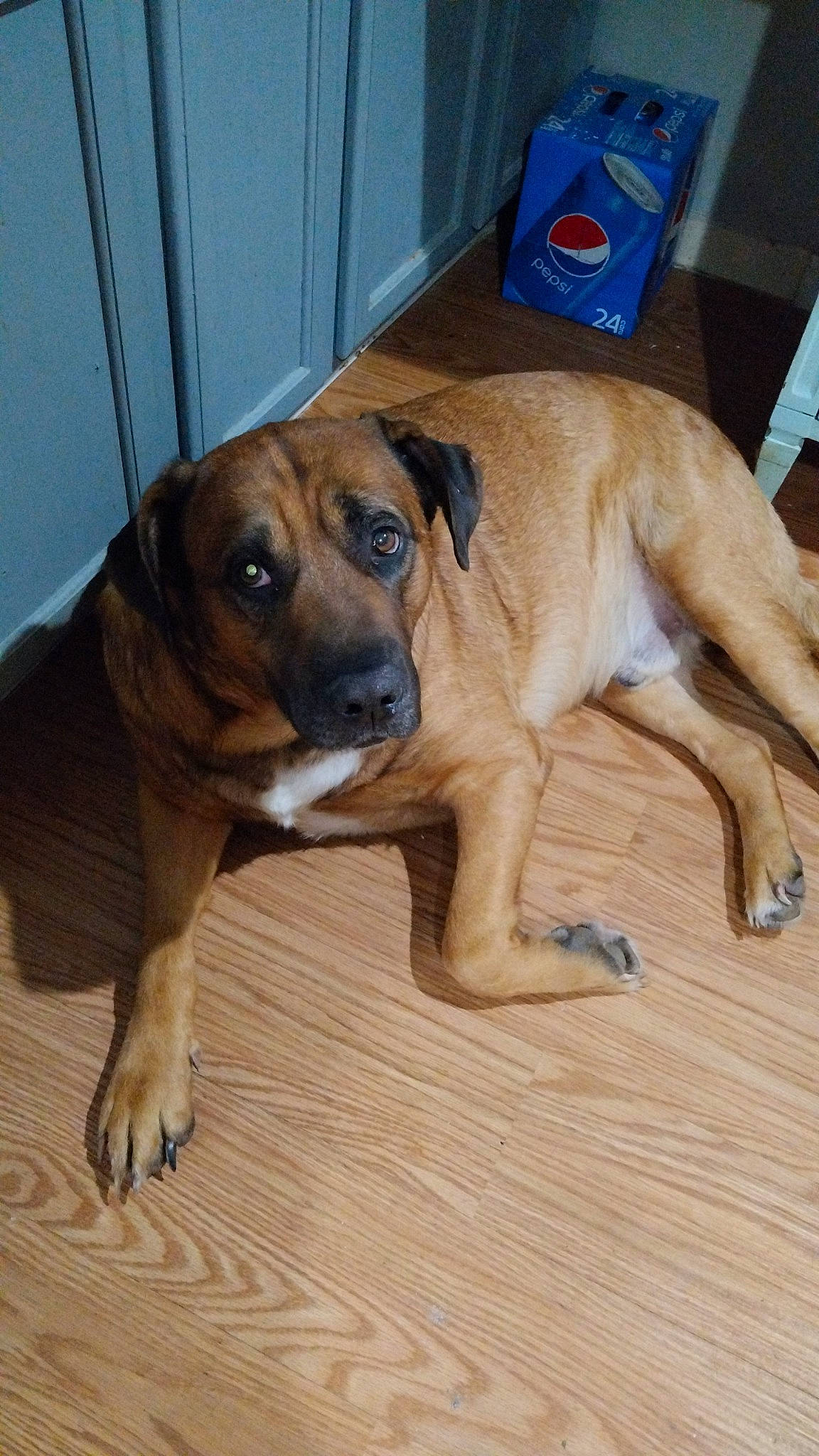 Hoss is registered to the contest to win money with this photo: canidae, carnivore, companion_dog, dog, dog_breed, fawn, flooring, guard_dog, hardwood, paw, plank, snout, sporting_group, terrestrial_animal, whiskers, wood, wood_flooring, working_animal, working_dog