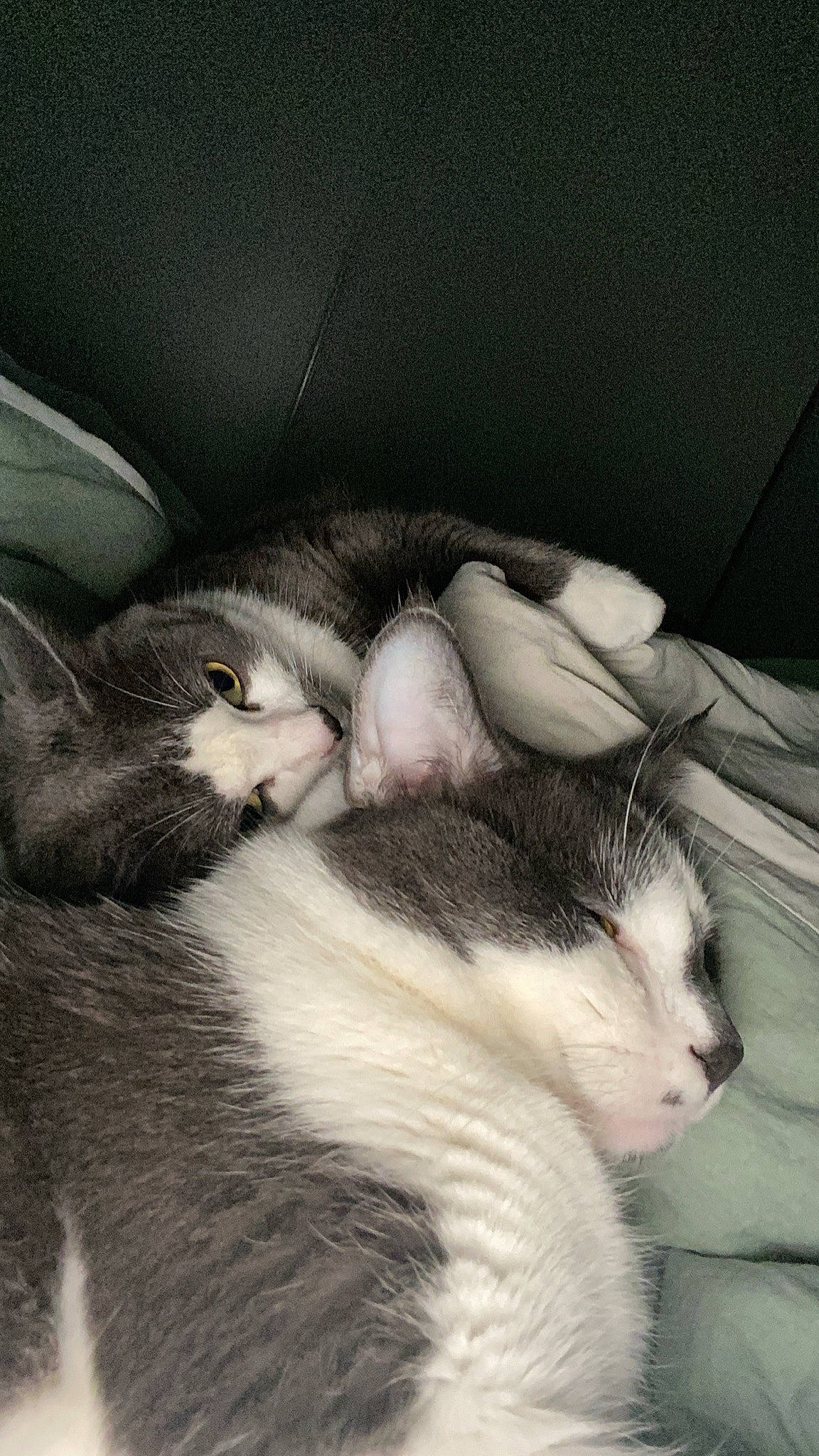 Didou a rejoint le concours — aidez-le/la à gagner de superbes lots ! carnivore, cat, claw, cloud, comfort, domestic_short_haired_cat, eye, felidae, fur, head, love, monochrome, monochrome_photography, nap, paw, sleep, small_to_medium_sized_cats, snout, tail, whiskers