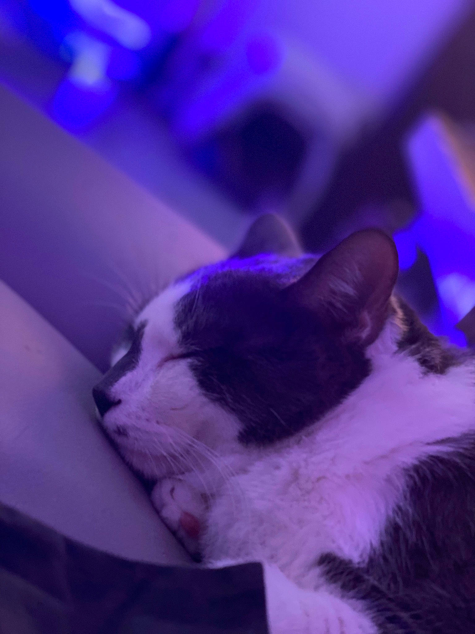 Didou a rejoint le concours — aidez-le/la à gagner de superbes lots ! carnivore, cat, comfort, darkness, domestic_short_haired_cat, electric_blue, felidae, fur, magenta, mammal, petal, plant, purple, sky, small_to_medium_sized_cats, snout, tail, tree, violet, whiskers