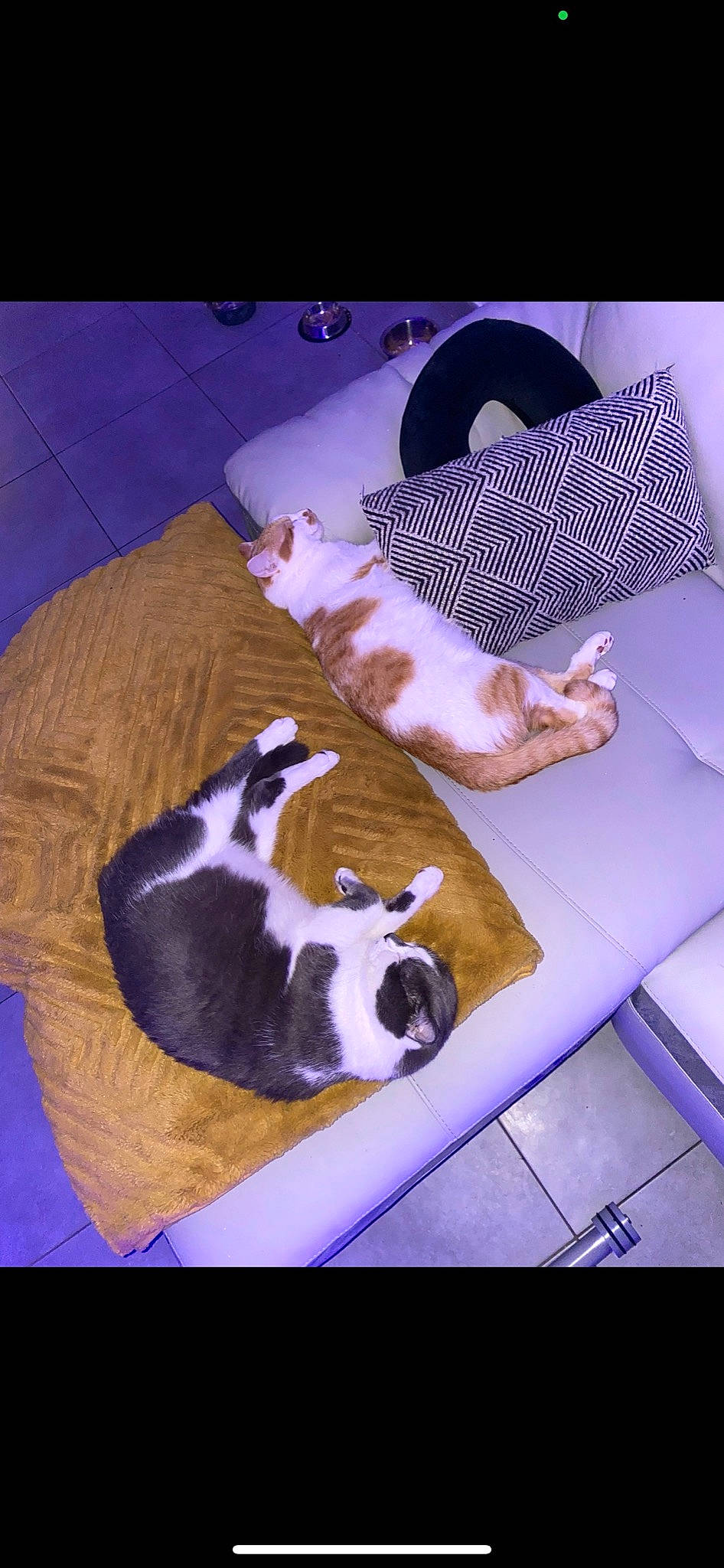 Didou a rejoint le concours — aidez-le/la à gagner de superbes lots ! carnivore, cat, comfort, companion_dog, dog_breed, fawn, felidae, floor, flooring, fur, hardwood, linens, mammal, room, small_to_medium_sized_cats, sporting_group, tail, textile, whiskers, wood