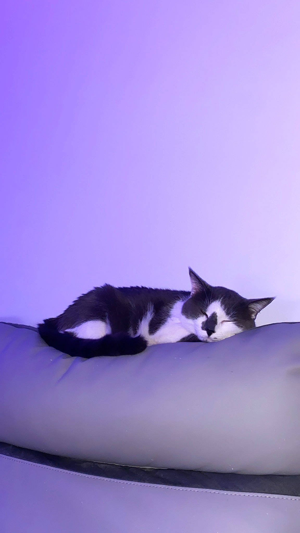 Didou participe au concours pour gagner de l'argent avec cette photo : carnivore, cat, comfort, domestic_short_haired_cat, electric_blue, felidae, fur, paw, shadow, sky, small_to_medium_sized_cats, snout, tail, whiskers