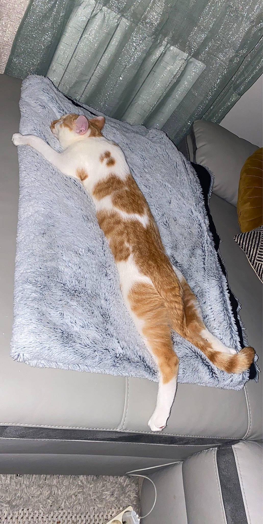 Nejmi a rejoint le concours — aidez-le/la à gagner de superbes lots ! bed, carnivore, cat, comfort, couch, domestic_short_haired_cat, fawn, felidae, fur, linens, pattern, room, small_to_medium_sized_cats, sporting_group, tail, terrestrial_animal, textile, whiskers, windshield, wood