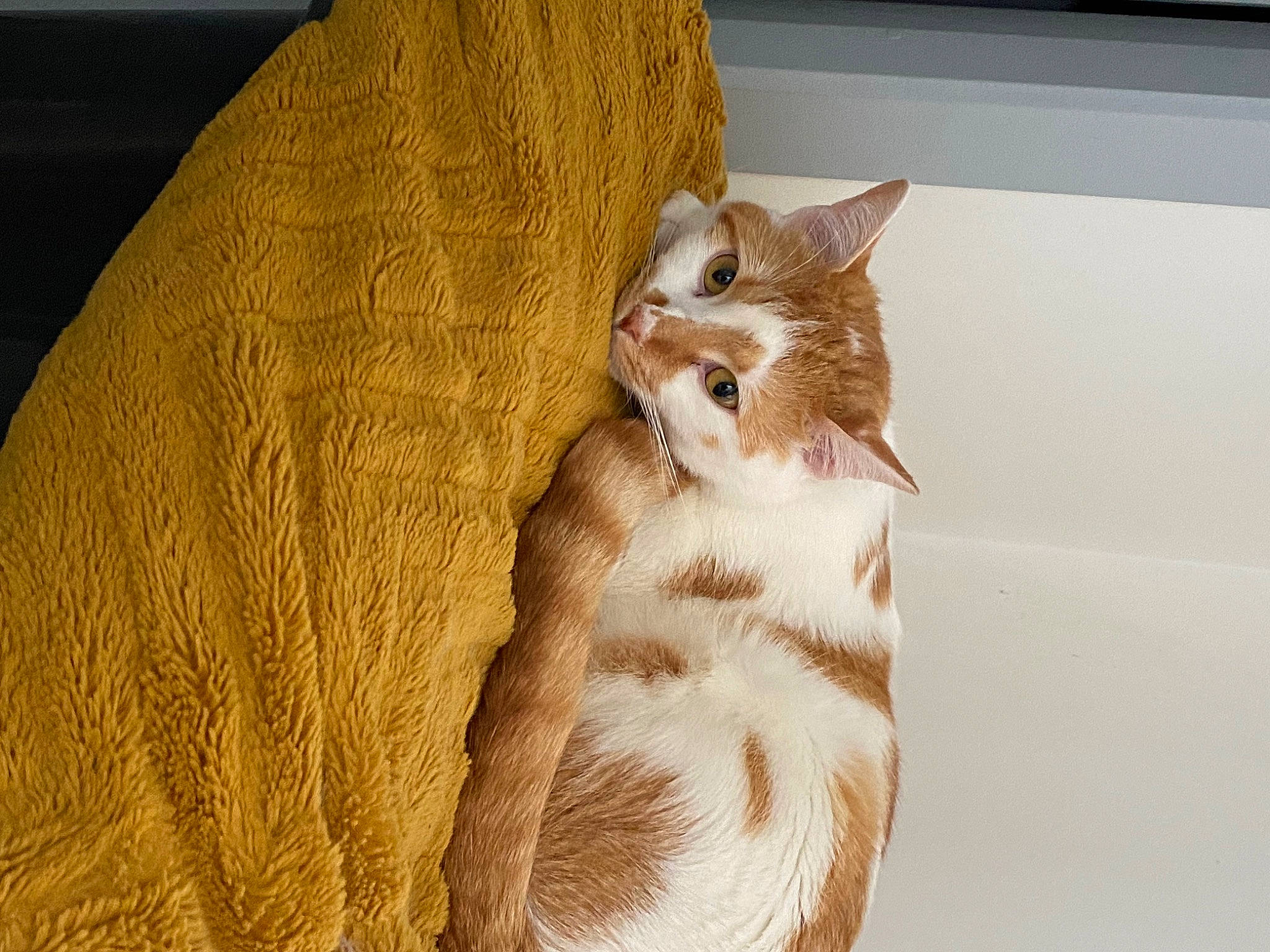 Nejmi participe au concours pour gagner de l'argent avec cette photo : brown, carnivore, cat, comfort, domestic_short_haired_cat, eye, fawn, felidae, flooring, fur, hardwood, head, paw, small_to_medium_sized_cats, snout, tail, terrestrial_animal, whiskers, window, wood