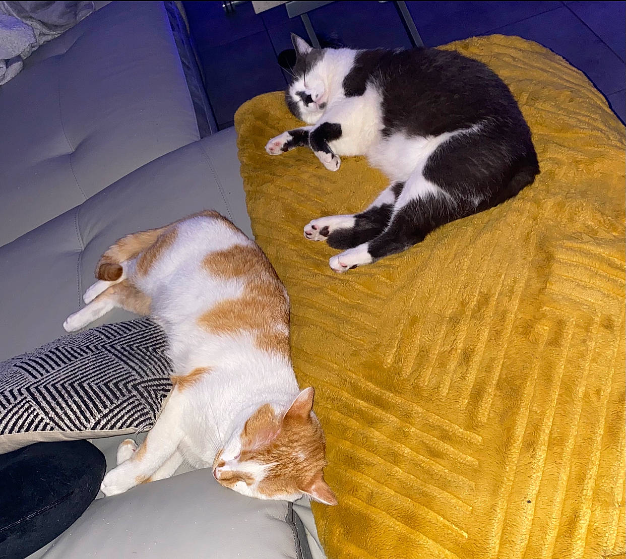 Nejmi a rejoint le concours — aidez-le/la à gagner de superbes lots ! carnivore, cat, comfort, companion_dog, dog_breed, domestic_short_haired_cat, felidae, flooring, fur, hardwood, mammal, paw, pet_supply, small_to_medium_sized_cats, snout, sporting_group, tail, vertebrate, whiskers, wood