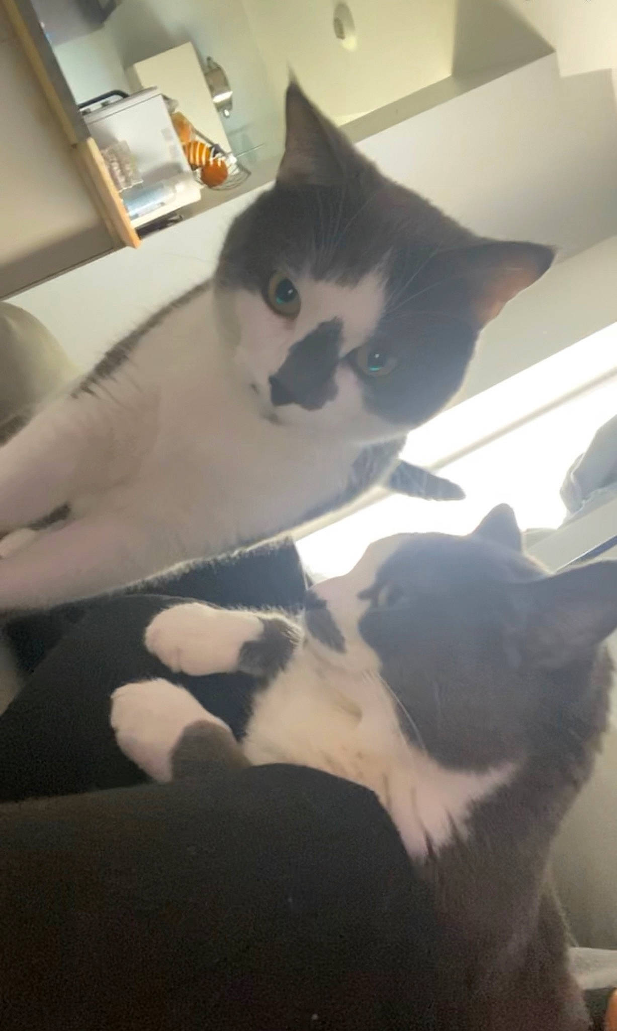 Mimi participe au concours pour gagner de l'argent avec cette photo : carnivore, cat, cloud, comfort, domestic_short_haired_cat, eye, felidae, flooring, fur, grey, leg, mammal, paw, room, small_to_medium_sized_cats, snout, tail, vertebrate, whiskers, window