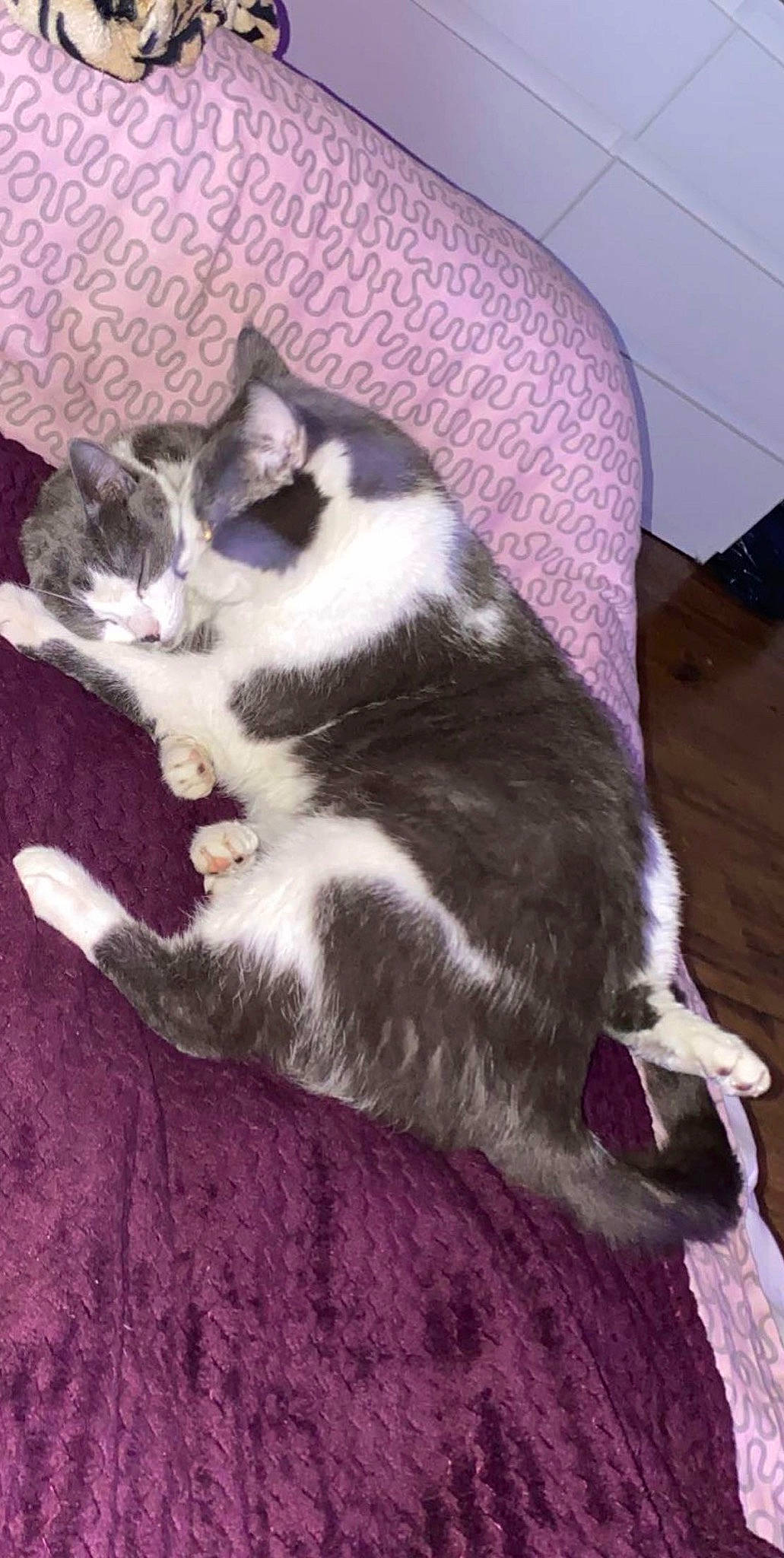 Mimi participe au concours pour gagner de l'argent avec cette photo : canidae, carnivore, cat, claw, comfort, companion_dog, dog_breed, domestic_short_haired_cat, felidae, foot, formal_wear, fur, grey, lap, nap, paw, small_to_medium_sized_cats, snout, tail, whiskers