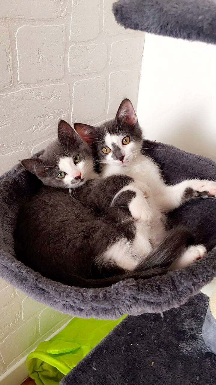 Mimi participe au concours pour gagner de l'argent avec cette photo : carnivore, cat, comfort, domestic_short_haired_cat, felidae, fur, grey, paw, sitting, small_to_medium_sized_cats, tail, whiskers