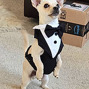 Loki is registered to the contest to win money with this photo: alert, animal, black_and_white, canine, cardboard_box, carpet, cute, dog, domestic_animal, ears, funny, furniture, household, indoor, pet_clothing, posing, small_dog, standing, tail, tuxedo