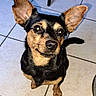 dog, pet, small_dog, black_and_tan, ears, alert, looking_up, indoor, tile_floor, curious, fur, animal, companion, cute, portrait, domestic, friendly, canine, standing, household