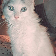 Yuumi participe au concours pour gagner de l'argent avec cette photo : cat, fluffy, white, blue_eyes, indoor, pet, animal, curious, closeup, feline, cute, whiskers, ears, soft_light, cozy, background, fur, portrait, domestic, companion