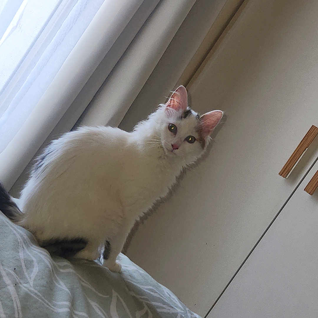 Yuumi a rejoint le concours — aidez-le/la à gagner de superbes lots ! animal, bed, bedspread, black_markings, cat, cozy, curtains, ears, eyes, fur, furniture, indoor, looking, patterned_bedspread, pet, room, sitting, wardrobe, white_cat, window_light