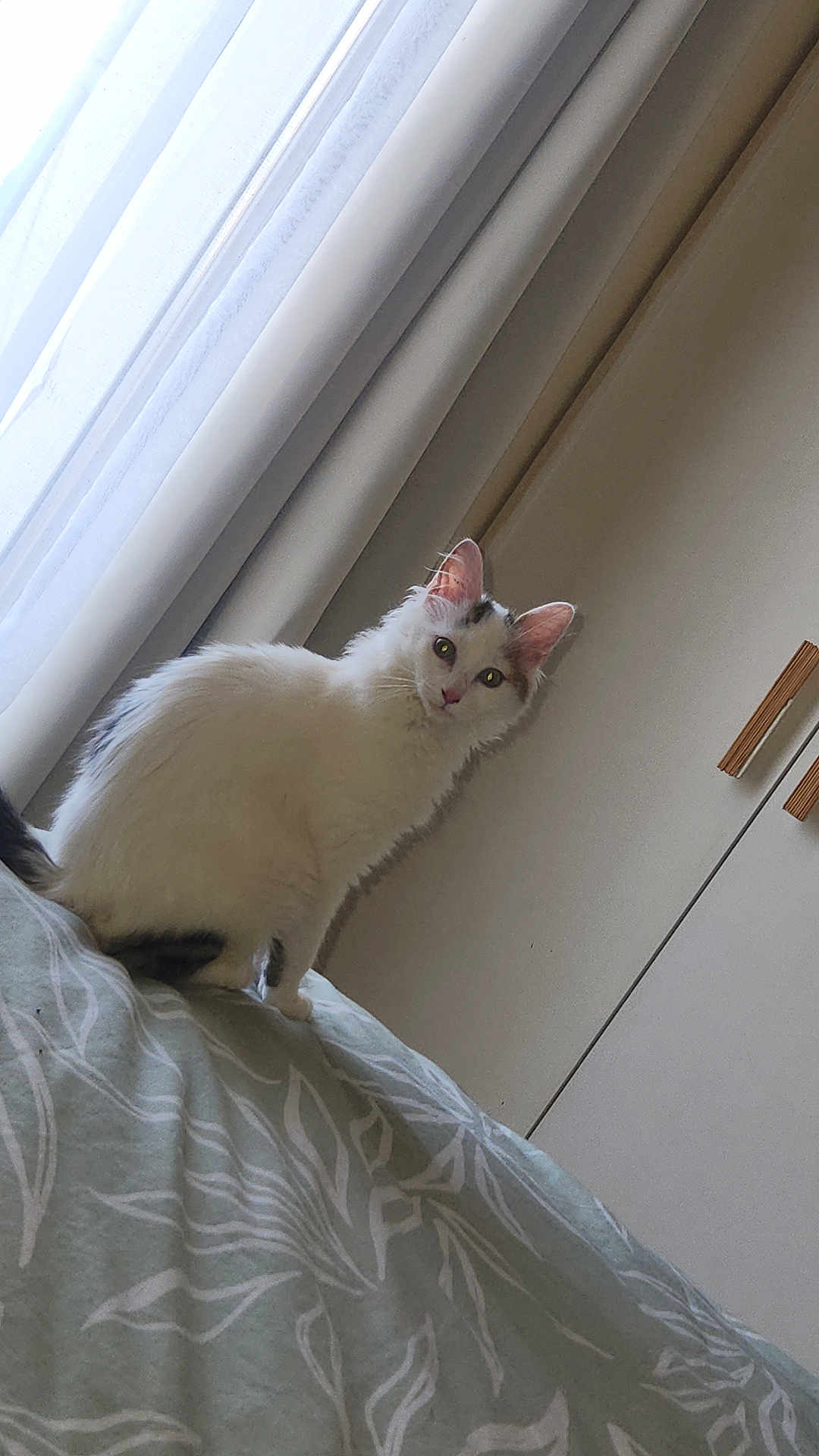 Yuumi a rejoint le concours — aidez-le/la à gagner de superbes lots ! cat, white_cat, black_markings, bed, bedspread, patterned_bedspread, curtains, window_light, indoor, furniture, wardrobe, pet, animal, fur, ears, eyes, sitting, looking, cozy, room