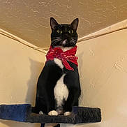 Izzy joined the competition — help win amazing prizes! cat, black_and_white, bandana, pet, indoor, feline, whiskers, perch, fur, animal, cute, alert, domestic_cat, sitting, portrait, ears, claws, paws, household, curious